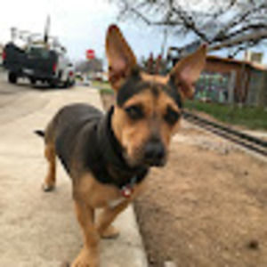 Meet your Posher, Beans